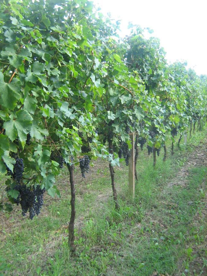Borgo Di Corte - Alloggio Agrituristico Prestento 외부 사진